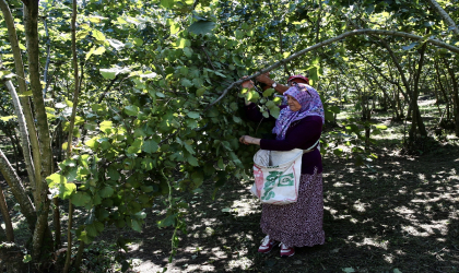 Giresun’da ”Fındık Hasat Şenliği” düzenlendi