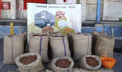 TMO Giresun’da fındık alımına başladı