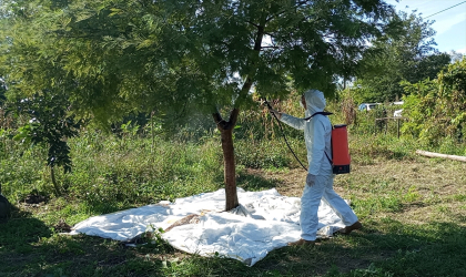 Çiftçilere kahverengi kokarca ile mücadele yöntemleri anlatıldı