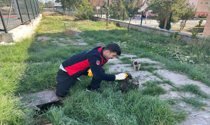 Çorum’da kuyuya sıkışan kedi ve köpekleri itfaiye ekipleri kurtardı