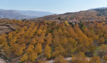 Çorum’da ceviz bahçeleri sonbahar renklerine büründü