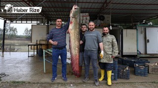 İnsan boyunu geçen yayın balığı yakalandı