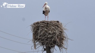 Baharın müjdecisi leylekler geldi