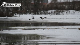 Gelen leyleklere yuvalarında kar sürprizi