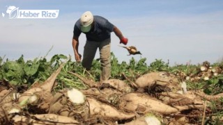 Şeker Pancar Taban Fiyatına Artış