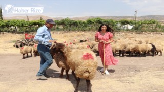 Devletten hibe desteği alan genç çiftçilere küçükbaş hayvan dağıtıldı