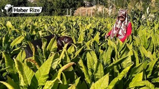 Kadınlar tütün tarlasında çalışarak kazanç elde ediyor