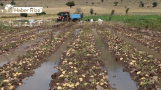 Sağanak bazı tarım arazilerine zarar verdi