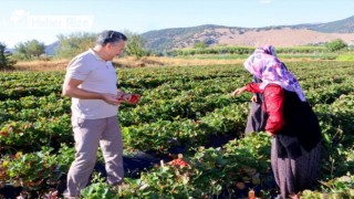 5 çilek bahçesinde başlatılan çilek ekimi 500 dekar alana yayıldı