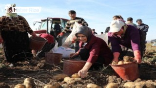 Vali Yiğitbaşı,Şuhut ilçesinde patates hasadına katıldı