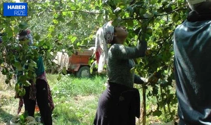 Giresun’da fındıkta işçi yevmiyesi ve diğer ücretler açıklandı