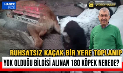 Fındıklı'da 180 Köpeğin Kaybolduğu İddiası: Hayvan Haklarını Koruma Federasyonu Soruşturma Talebi