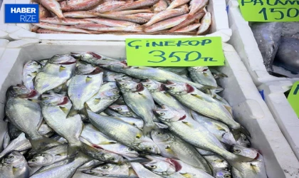 Ordu’da olumsuz hava koşulları balık fiyatlarını artırdı